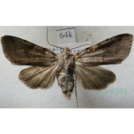 Agrochola meridionalis (Staudinger, 1871) Italy64k